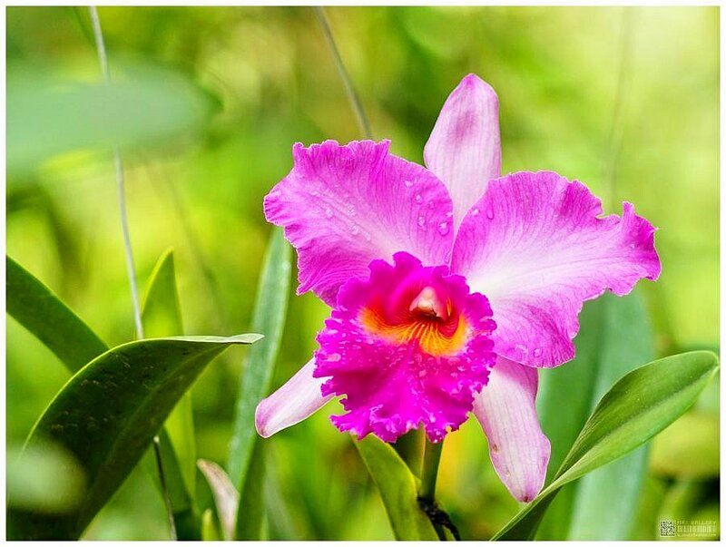 Purple Orchid Flower — Serene, Morning