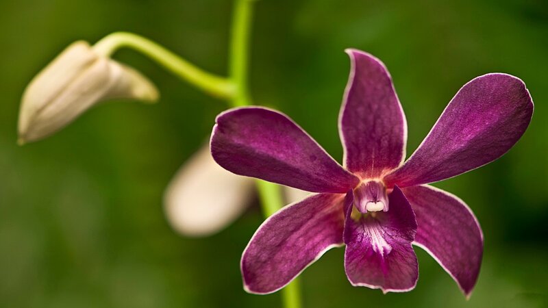 Purple Orchid Flower — Serene, Photograph, Bud