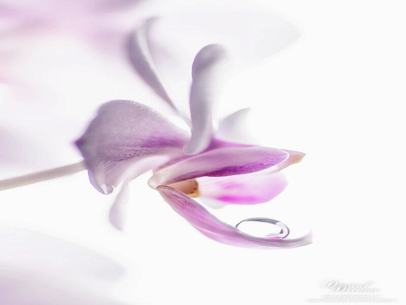 Purple Orchid Flower — Serene, Photograph, Drop of Water