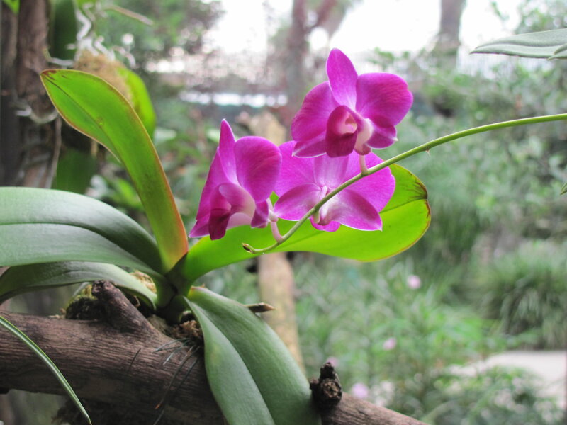Purple Orchid Flower — Serene, Photograph, Green Leaves