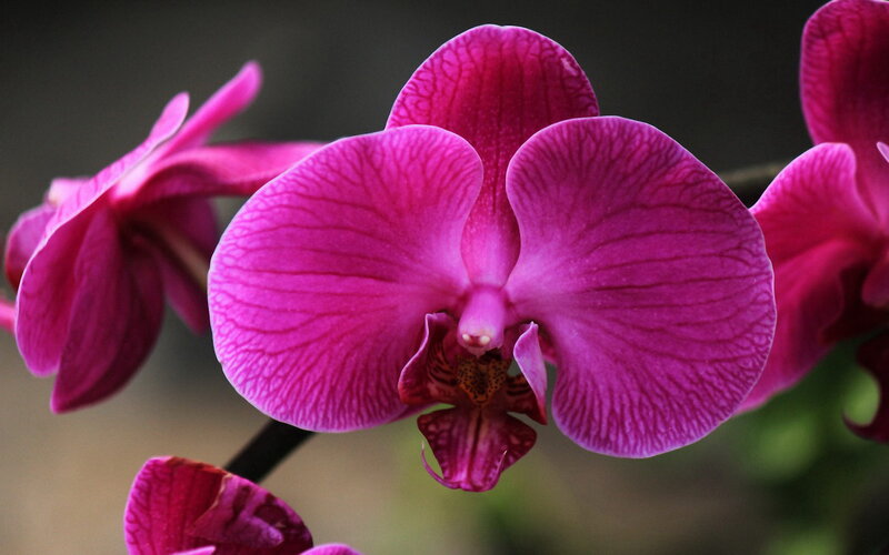 Purple Orchid Flower — Serene, Photograph, Petal