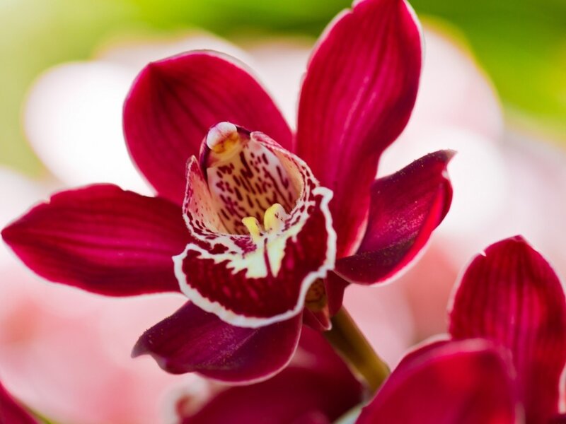 Purple Orchid Flower — Serene, Photograph, Petals, Center