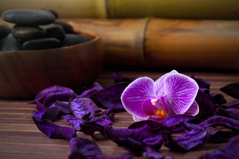 Purple Orchid Flower — Serene, Photograph, Petals, Rocks