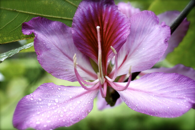 Purple Orchid Flower — Serene, Photograph, Petals, Stamen