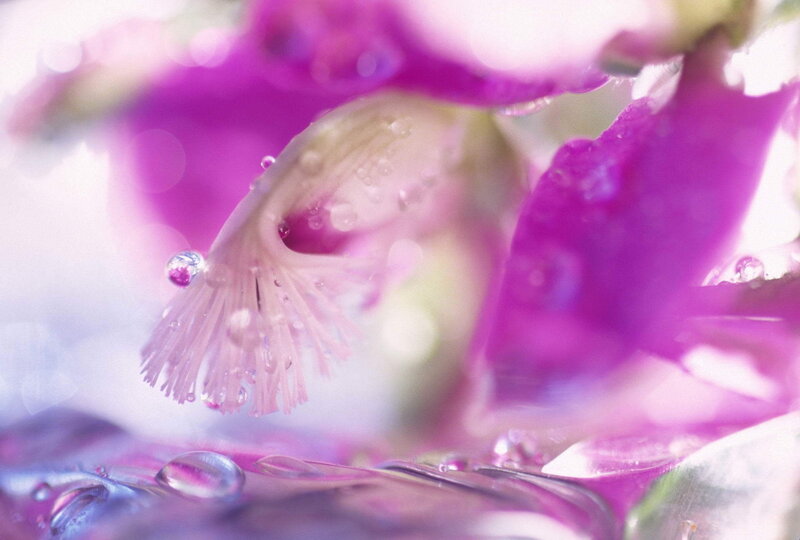 Purple Orchid Flower — Serene, Photograph, Petals
