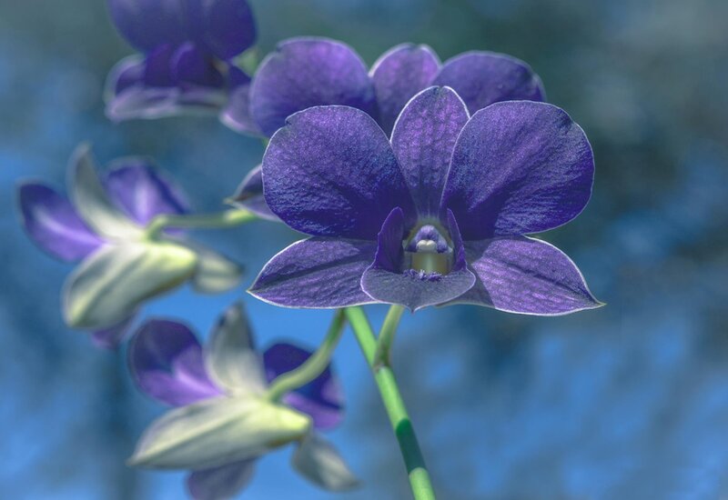 Purple Orchid Flower — Serene, Photograph, Stem, Bloom