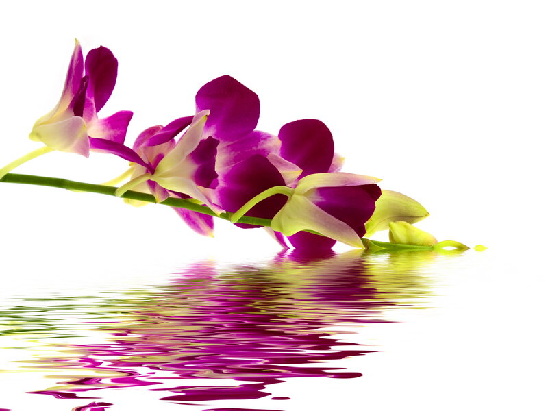 Purple Orchid Flower — Serene, Photograph, Stem, Reflection