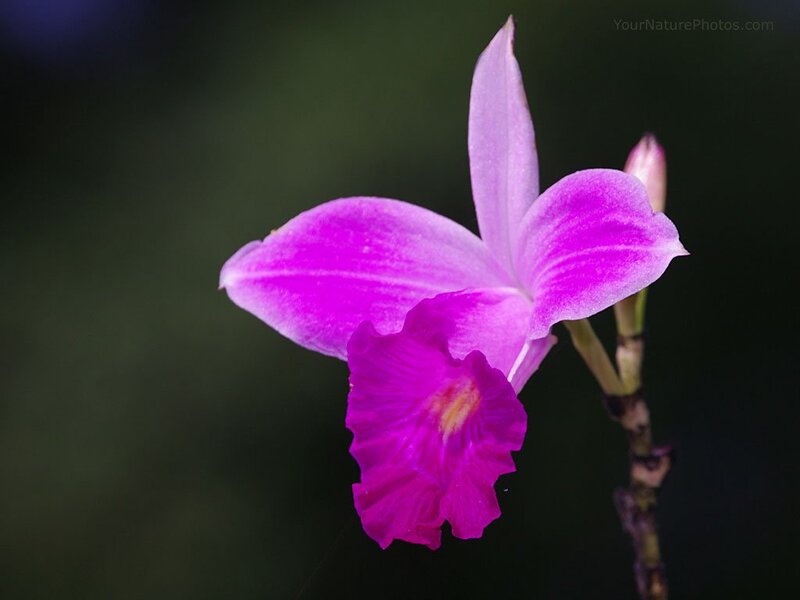 Purple Orchid Flower — Serene, Photograph, Stem