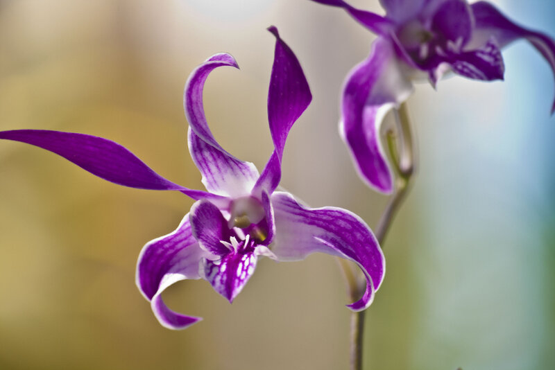 Purple Orchid Flower — Serene, Photograph