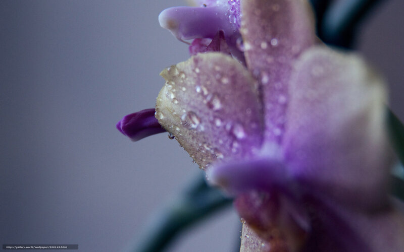 Purple Orchid Flower — Serene, Photograph, Water Droplets, Petal