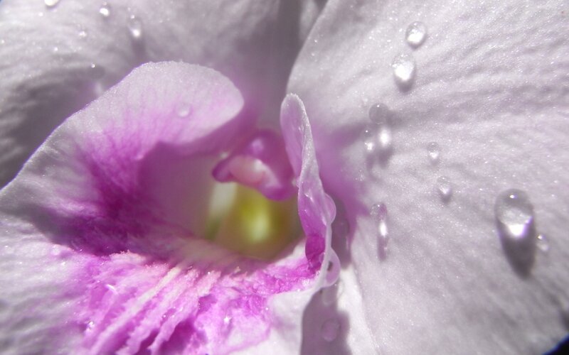 Purple Orchid Flower — Serene, Photograph, Water Droplets