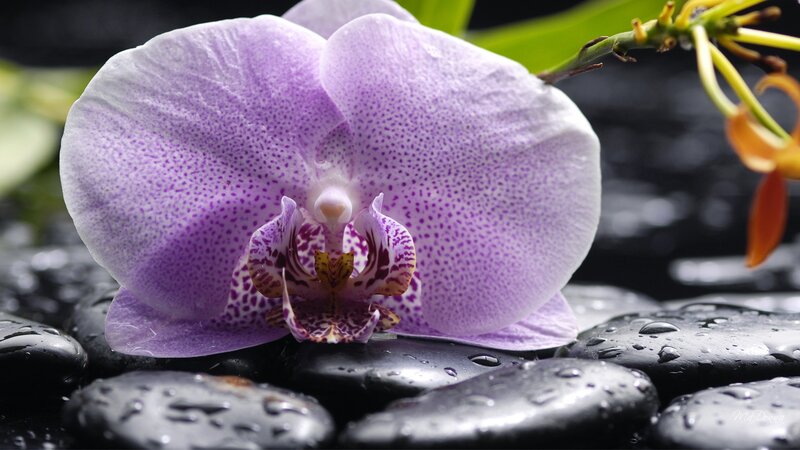 Purple Orchid Flower — Serene, Photograph, Wet Stones