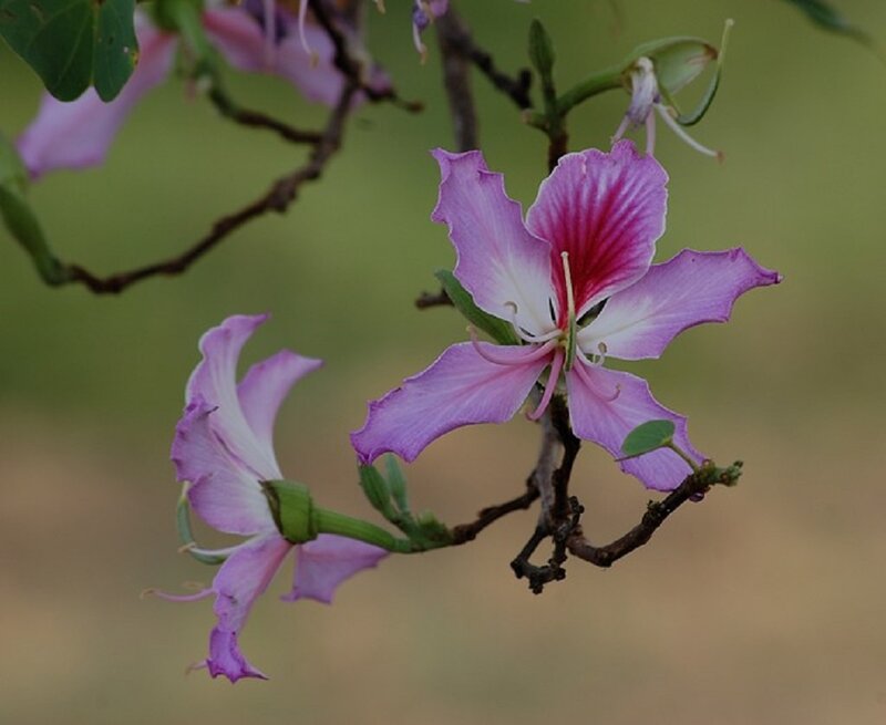 Purple Orchid Flower — Serene, Spring