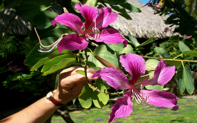 Purple Orchid Flower — Serene