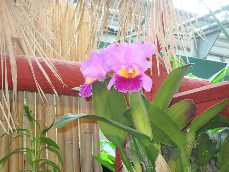 Purple Orchid Flower — Tropical