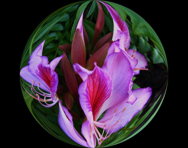 Purple Orchid Flower — Vibrant, Photograph