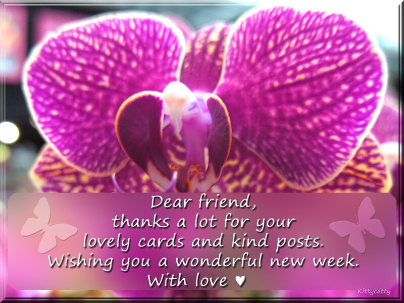 Purple Orchid Flower — Warm