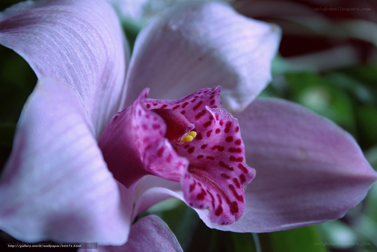 purple orchid flower