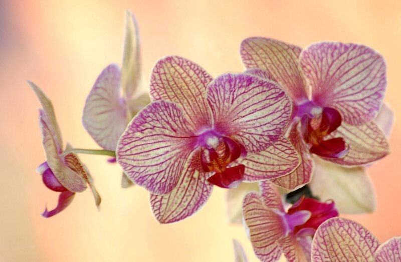 Purple orchid flowers