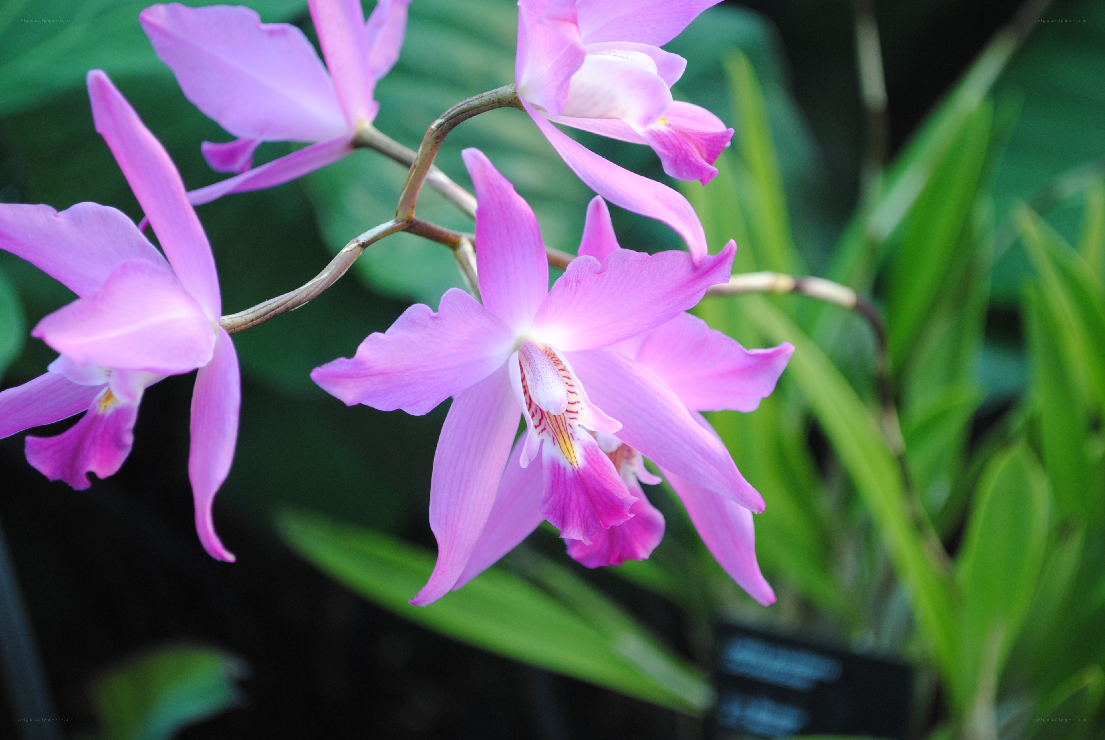 purple orchid flowers