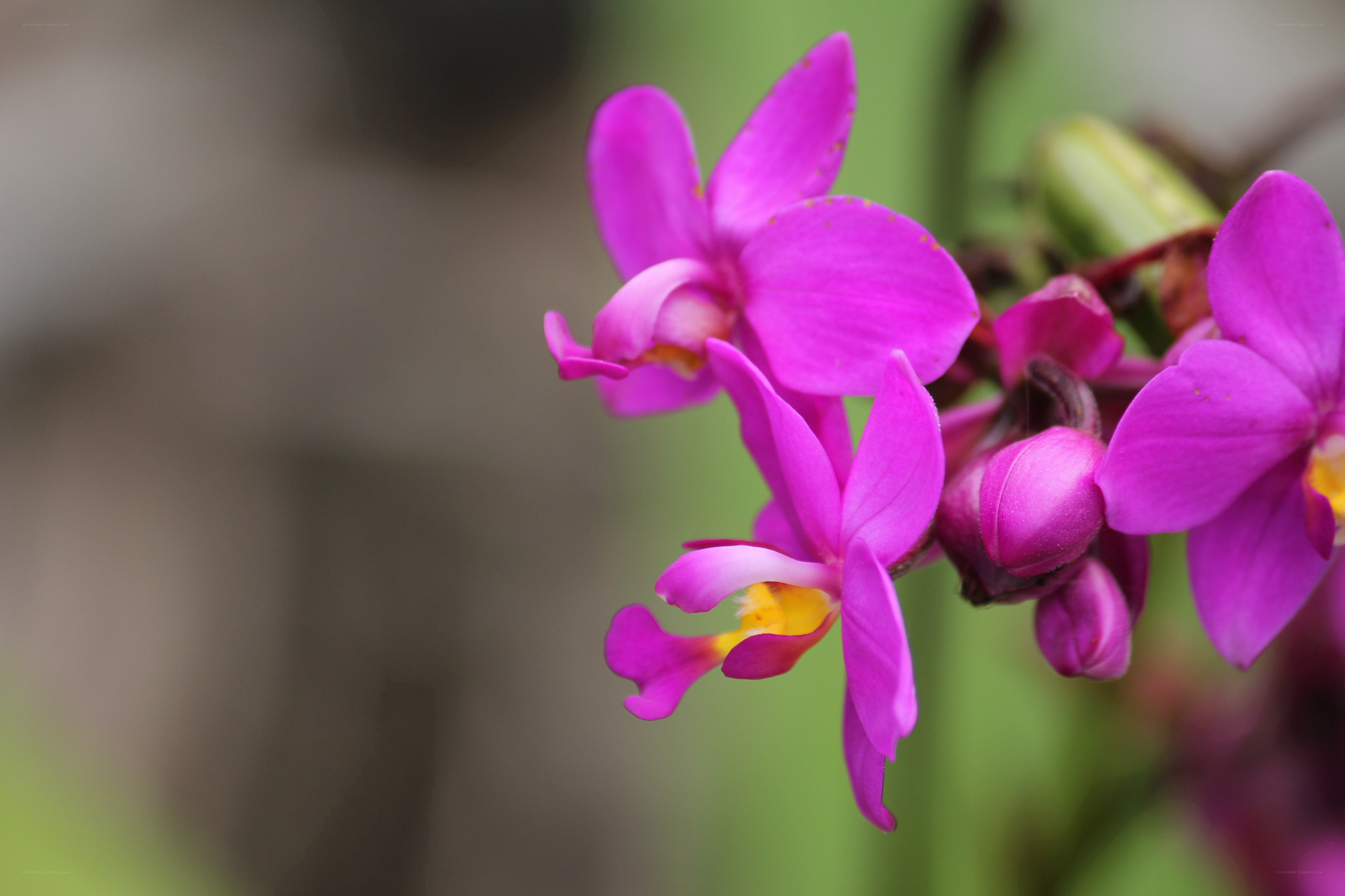 purple orchid flowers