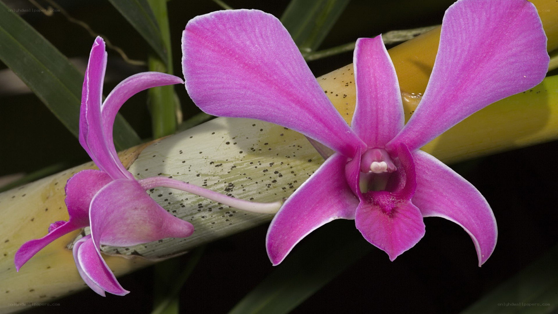 purple orchid flowers