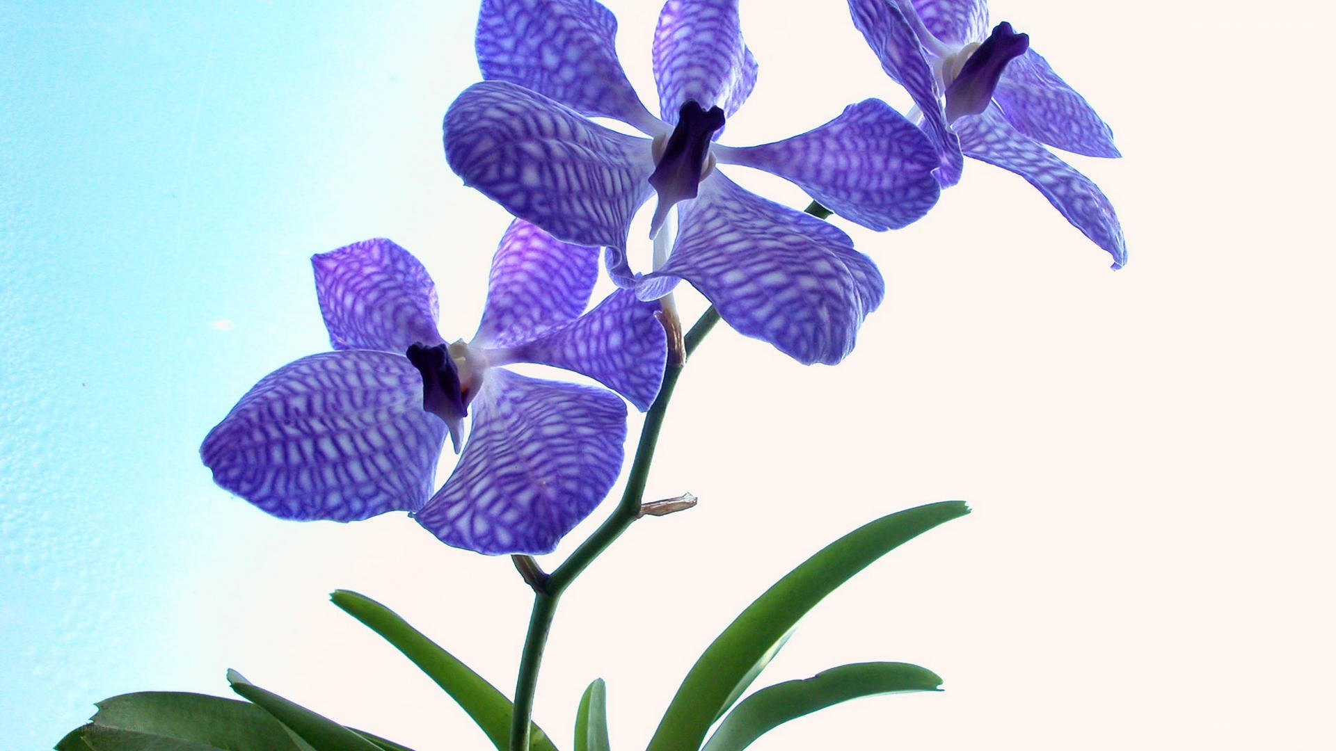 purple orchid flowers
