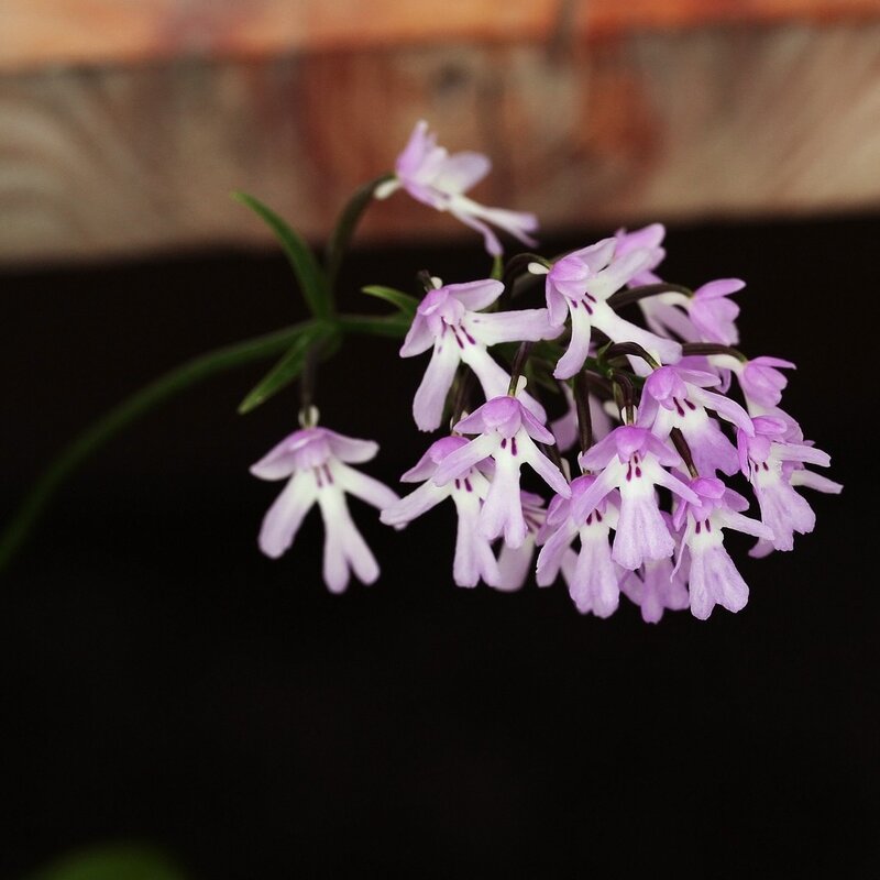 purple orchid flowers