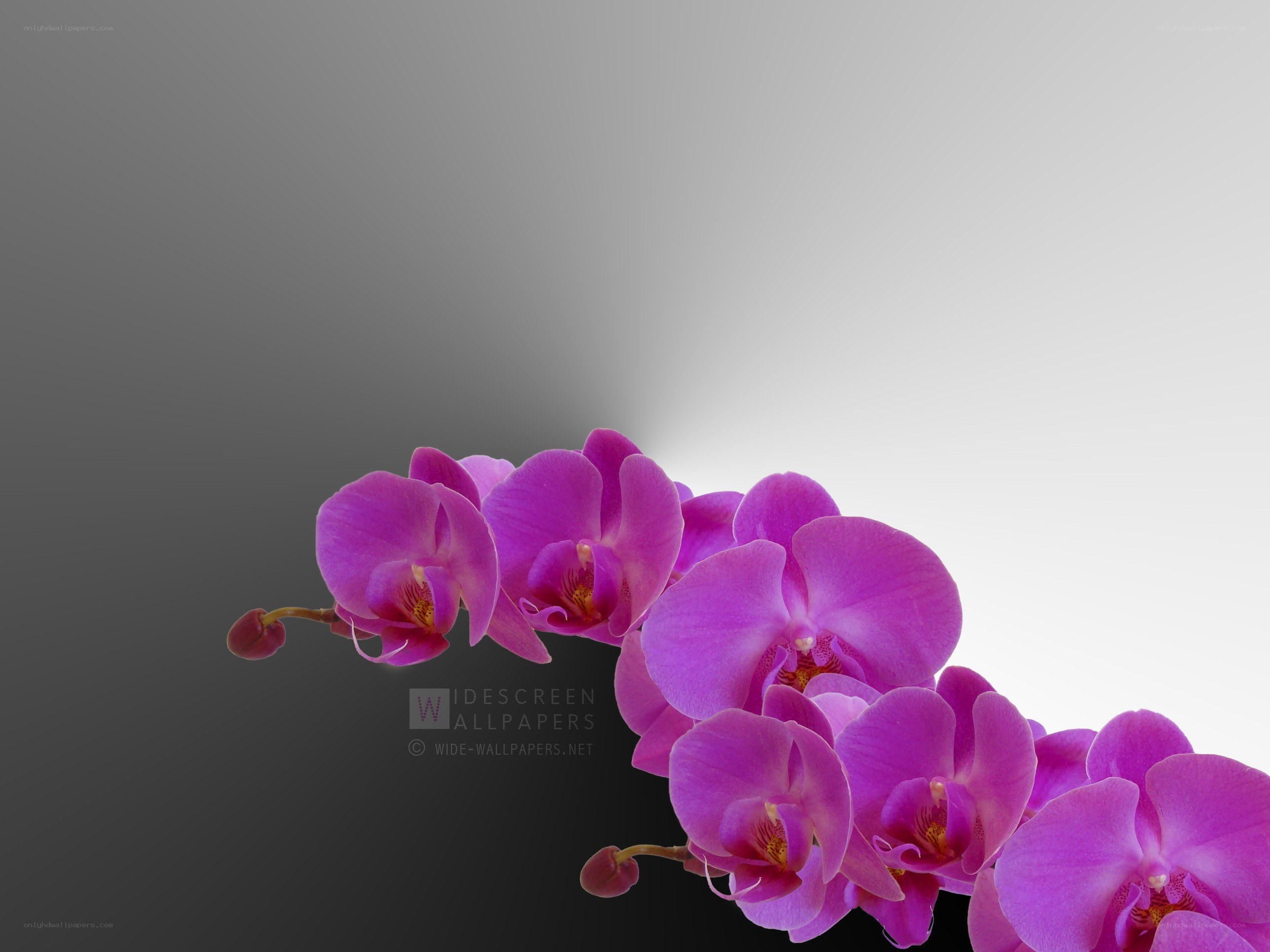 purple orchid flowers