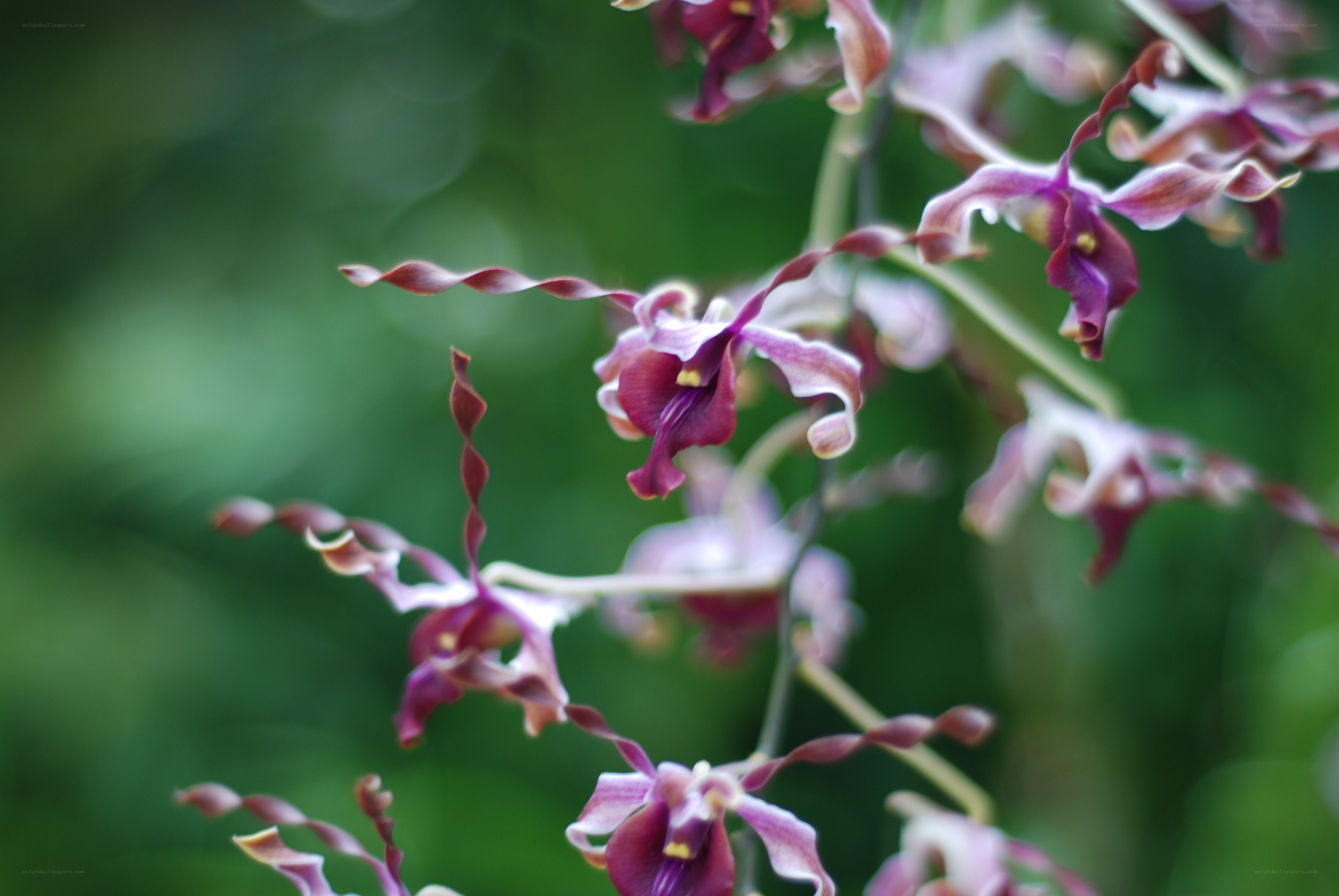 Purple orchid flowers