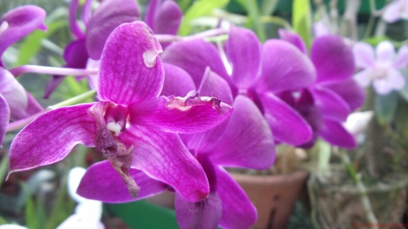 purple orchid flowers