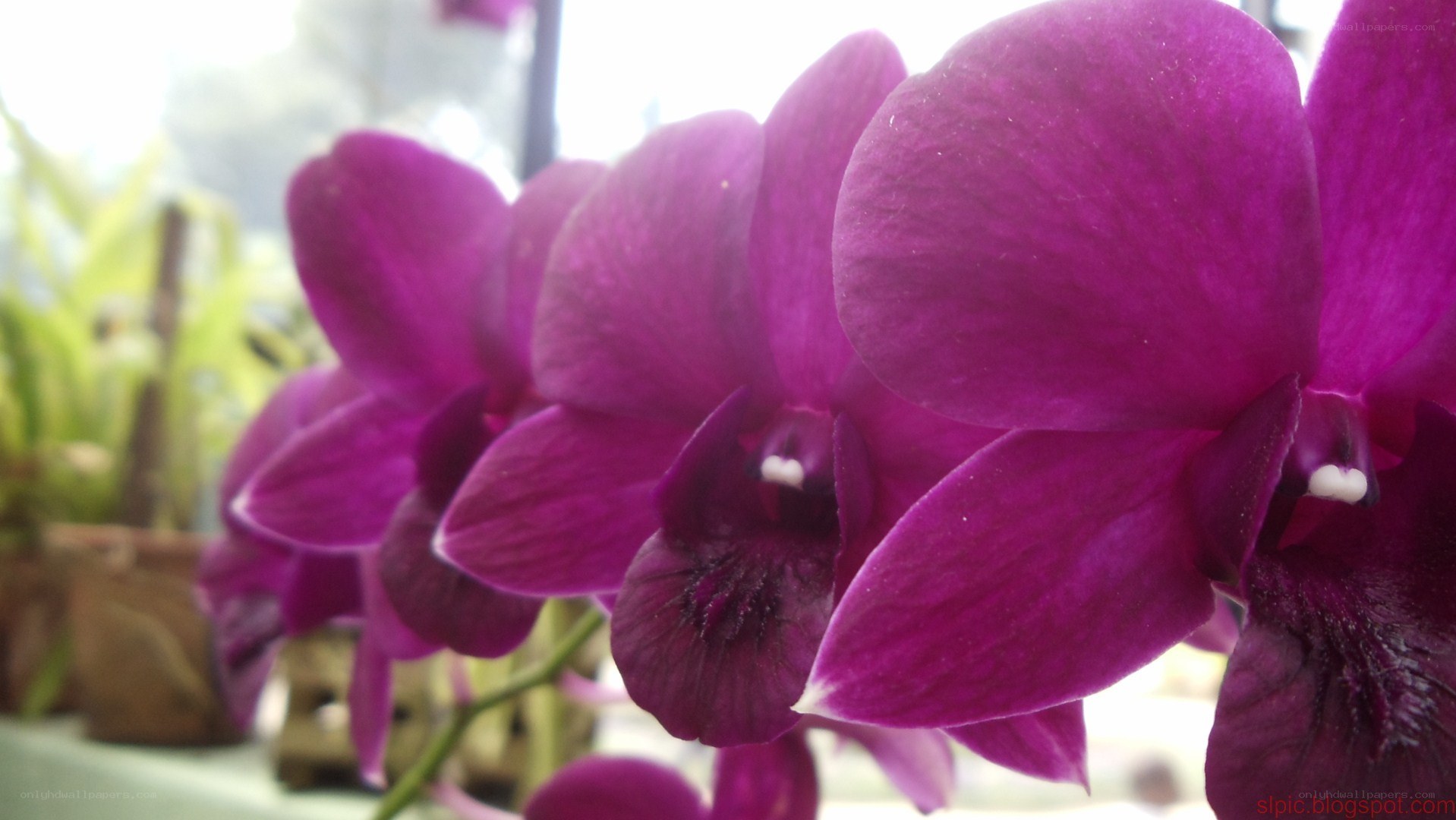Purple orchid flowers