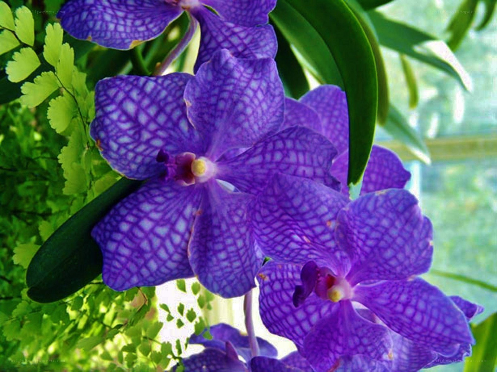 purple orchid flowers