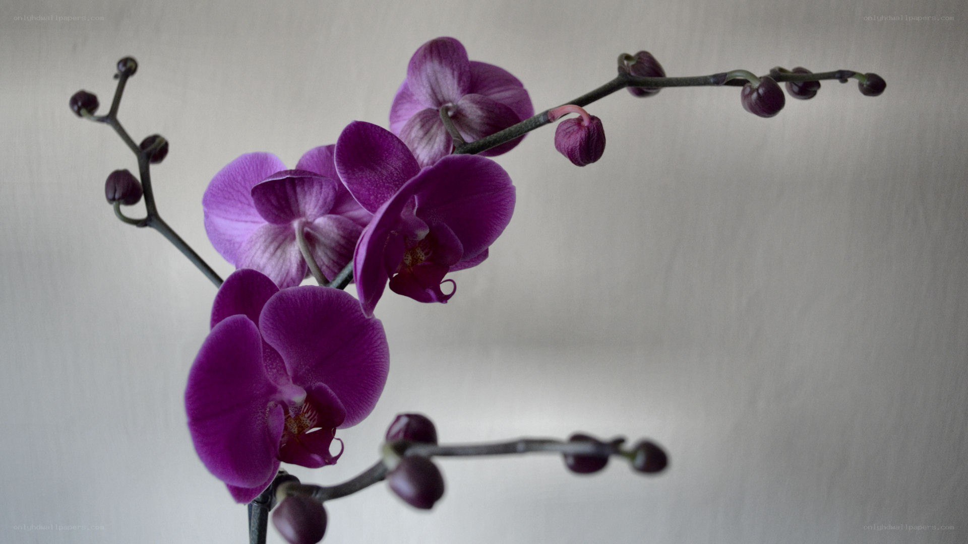 Purple orchid flowers
