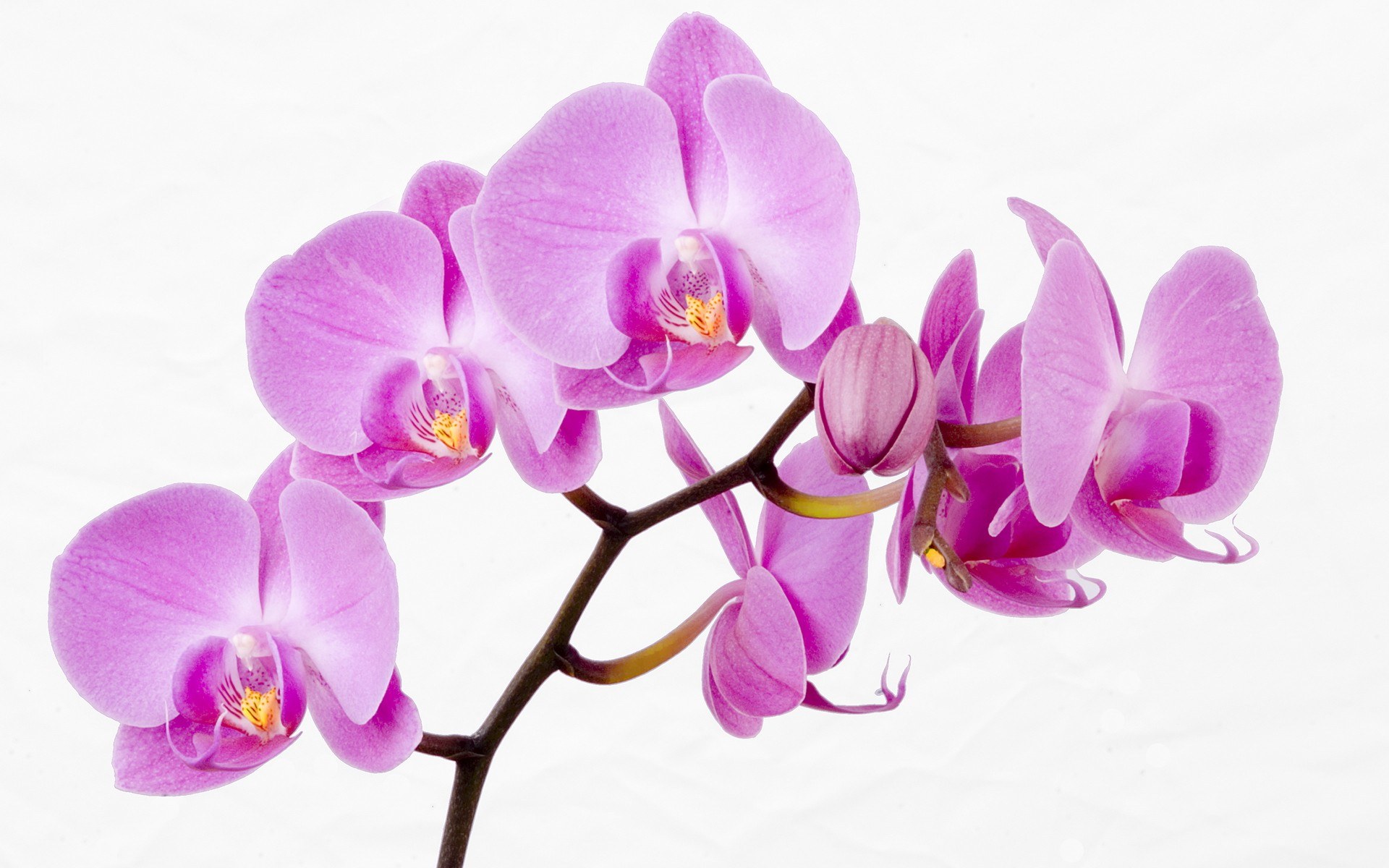 purple orchid flowers