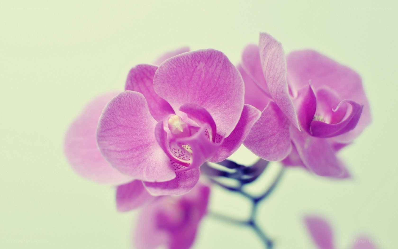 purple orchid flowers