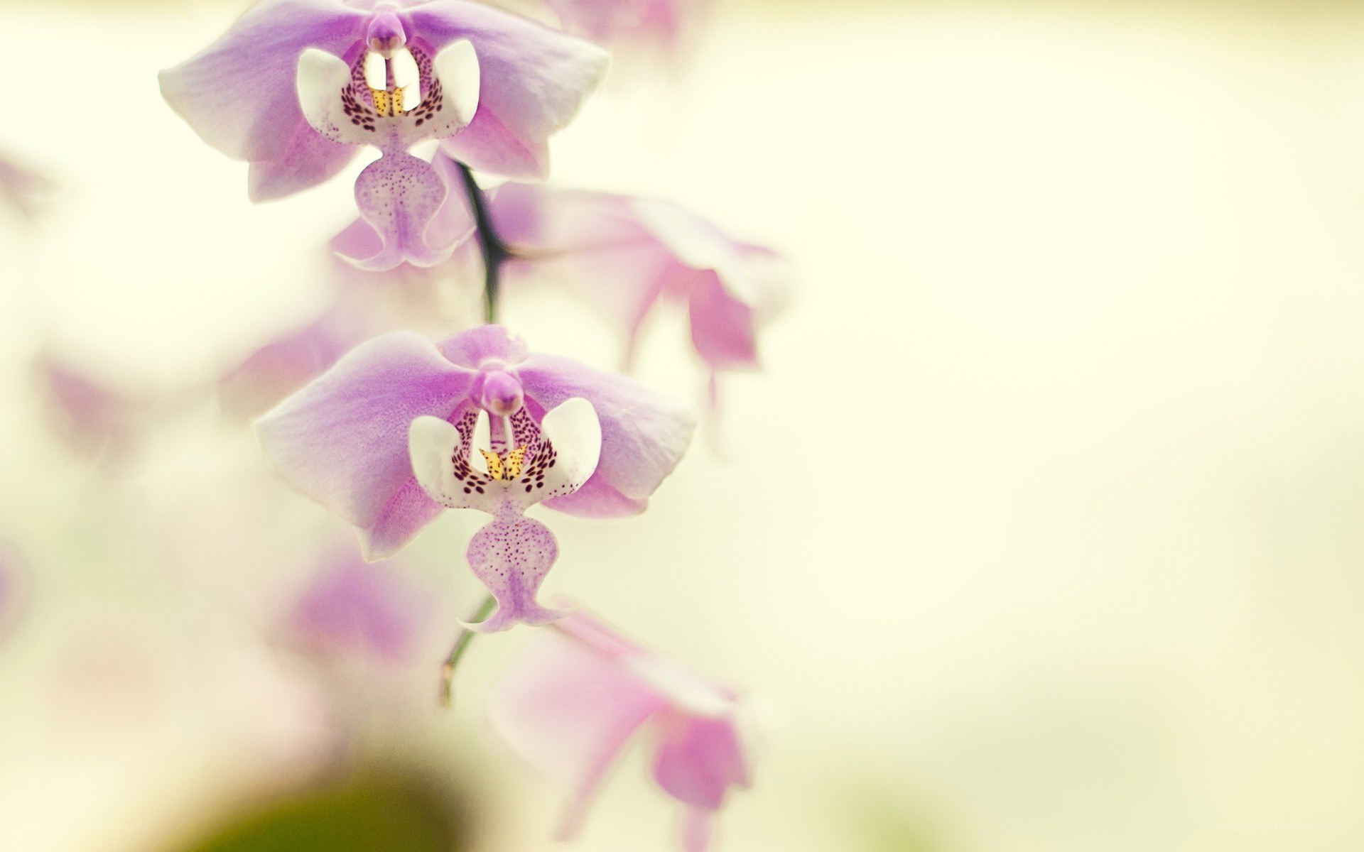 purple orchid flowers