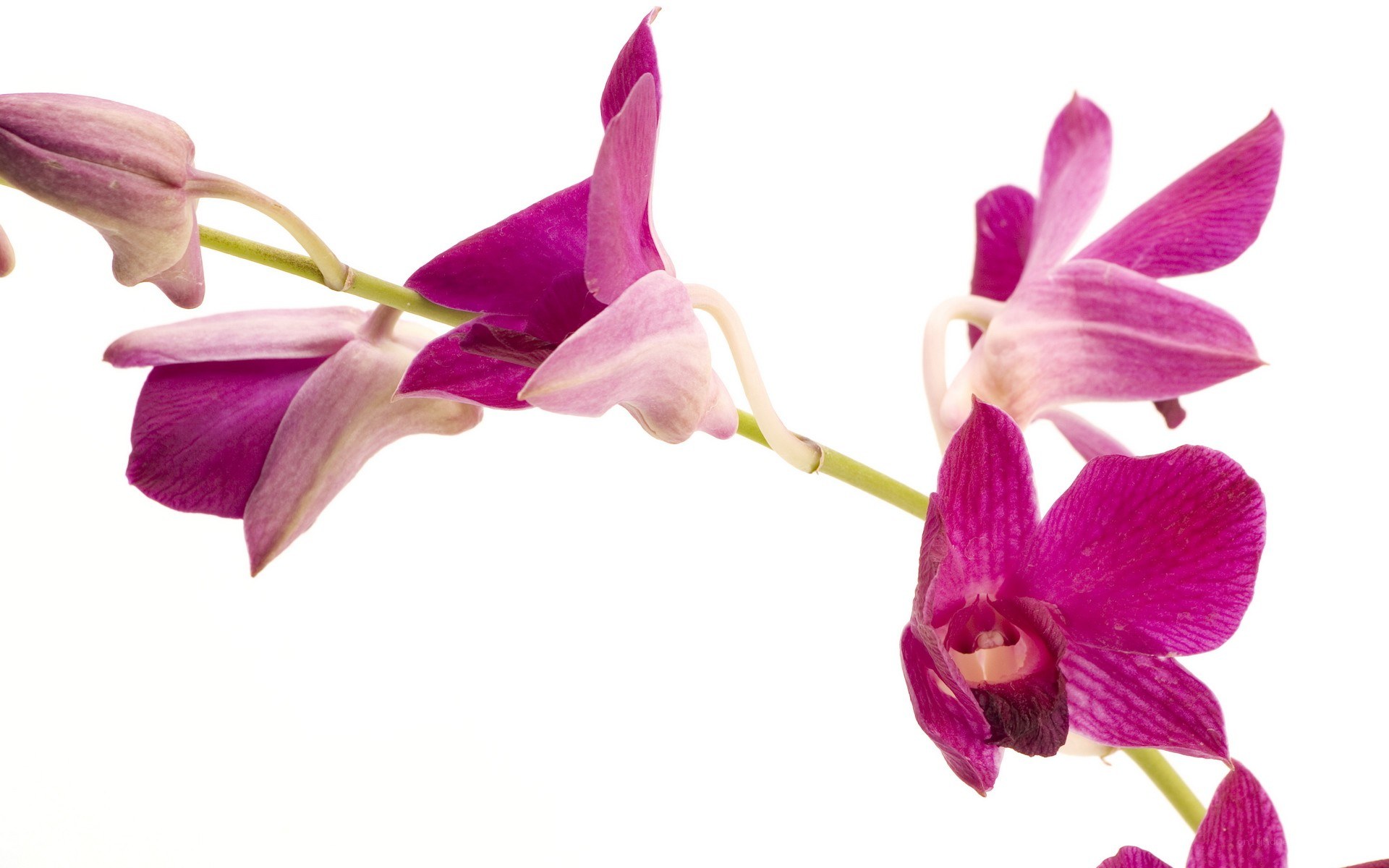 purple orchid flowers