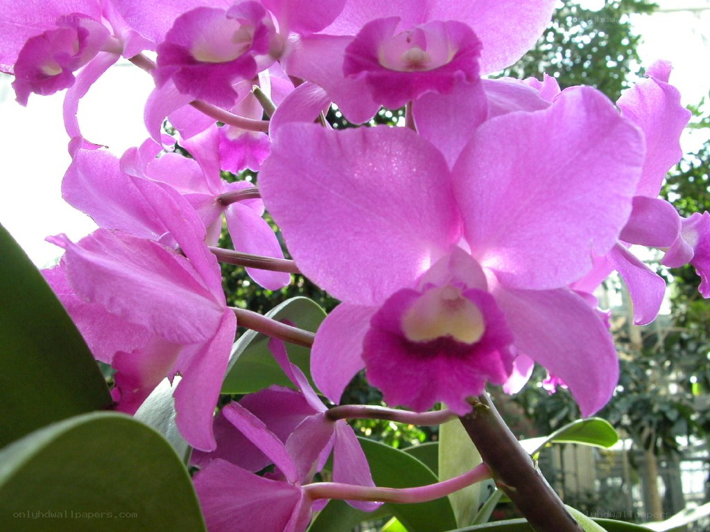 purple orchid flowers