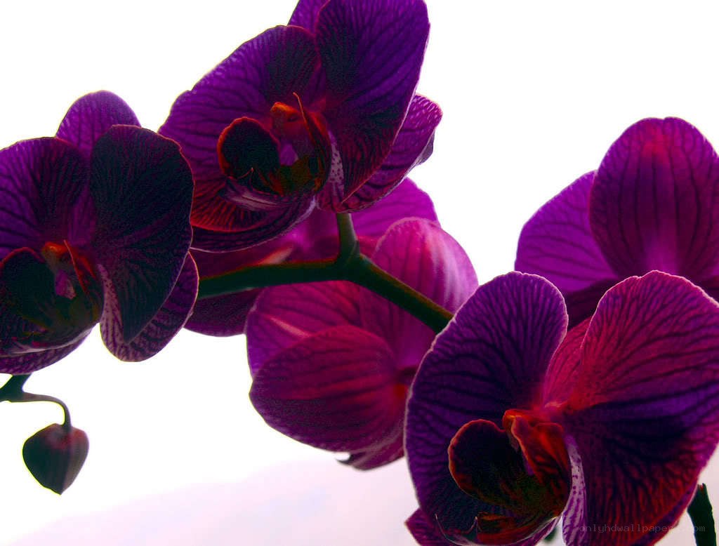 Purple orchid flowers