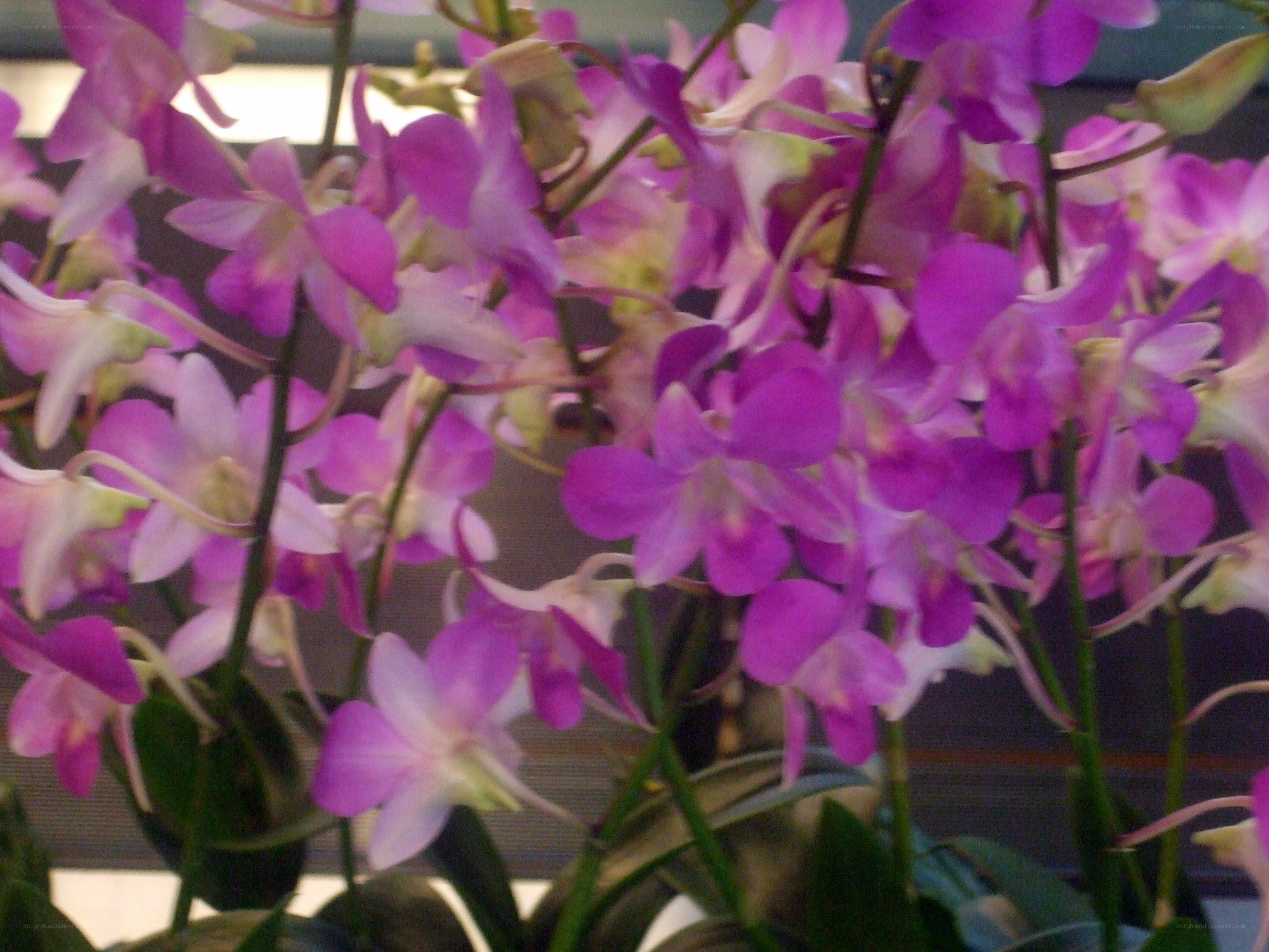 purple orchid flowers