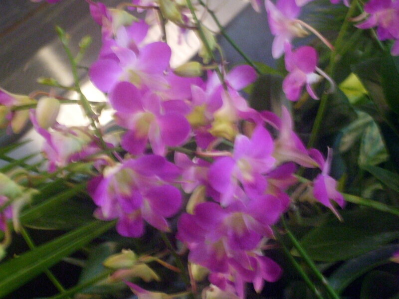 purple orchid flowers