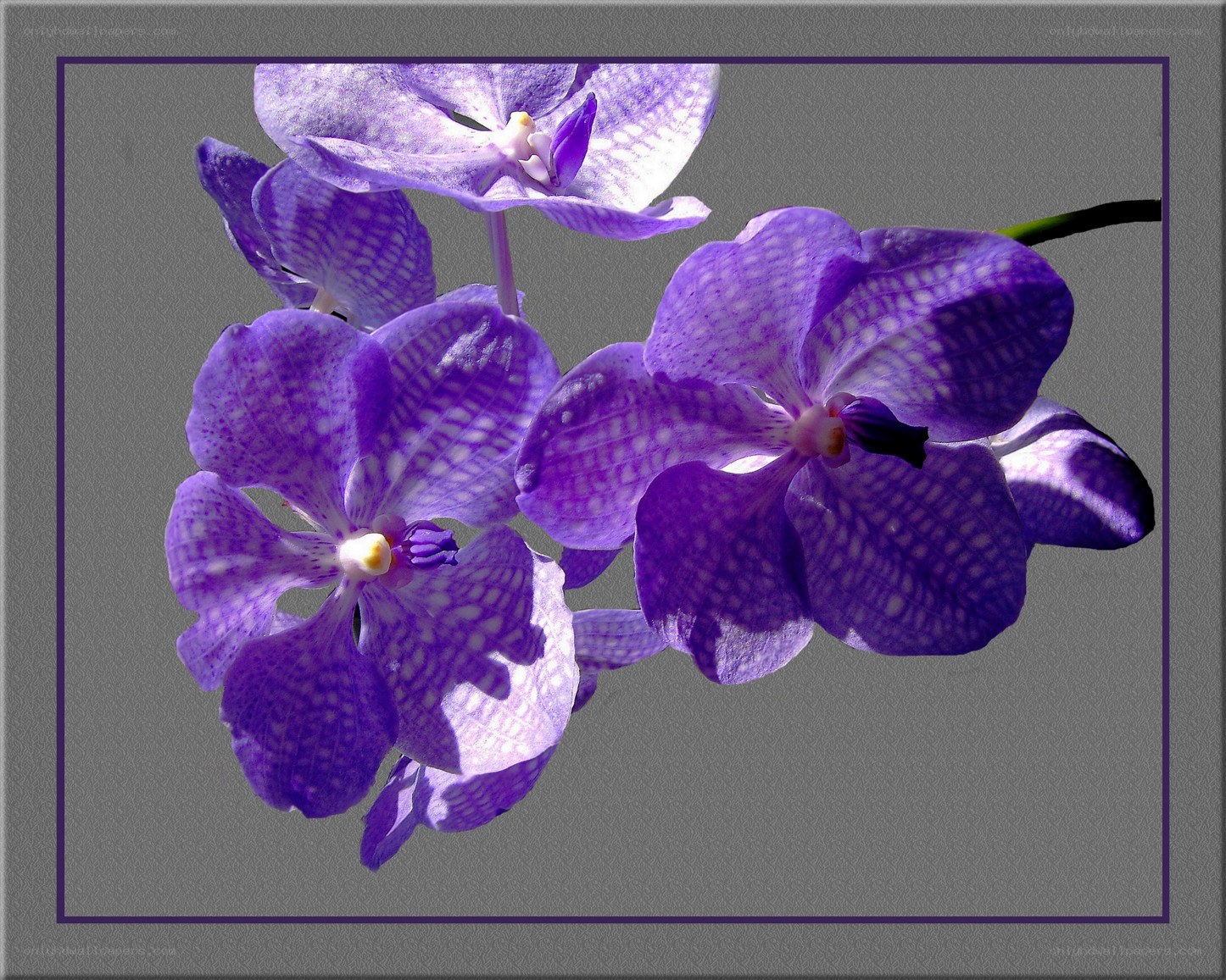 Purple orchid flowers