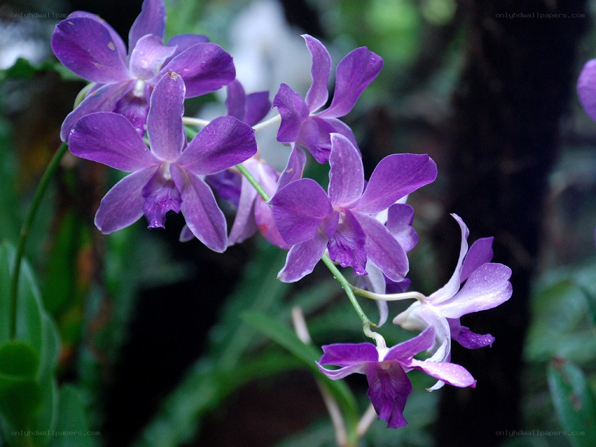 Purple orchid flowers