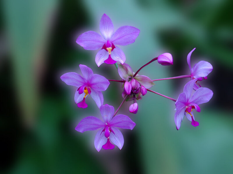 purple orchid flowers