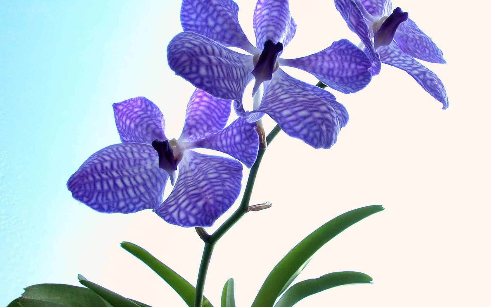 purple orchid flowers