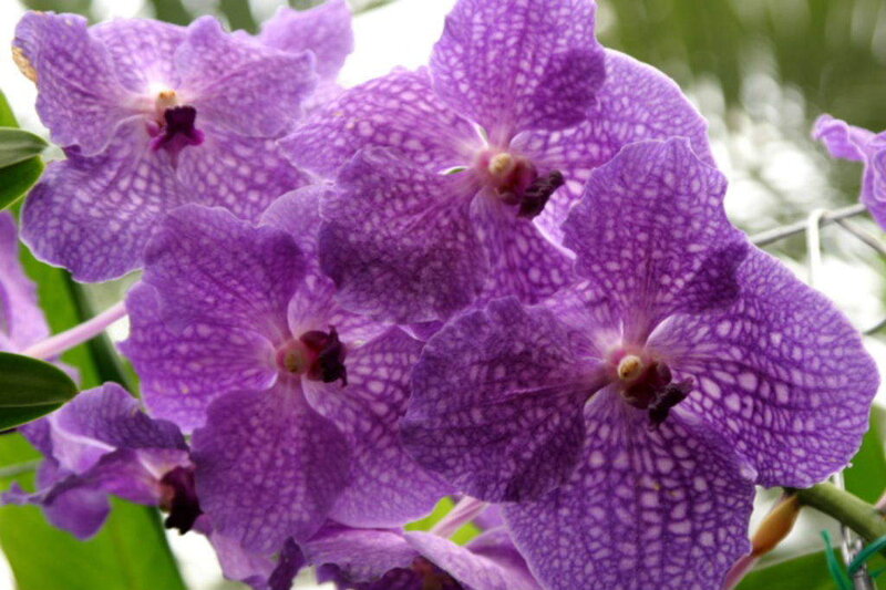 purple orchid flowers