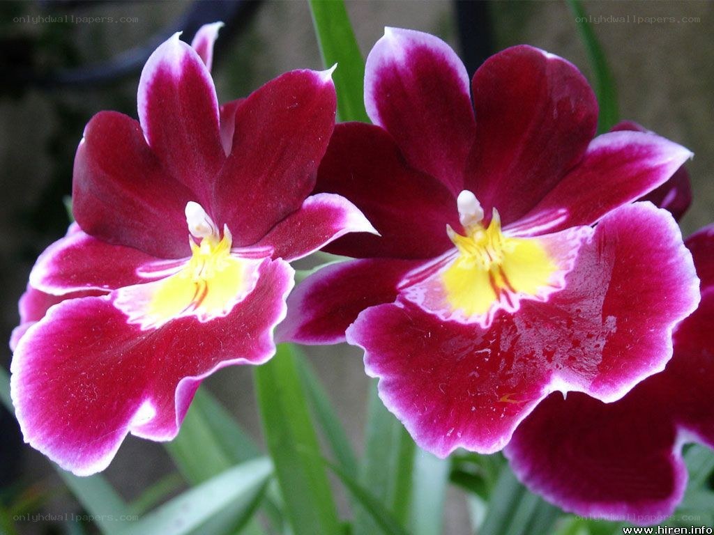 purple orchid flowers