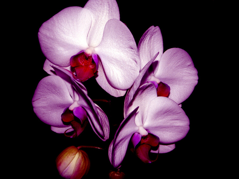 Purple orchid flowers