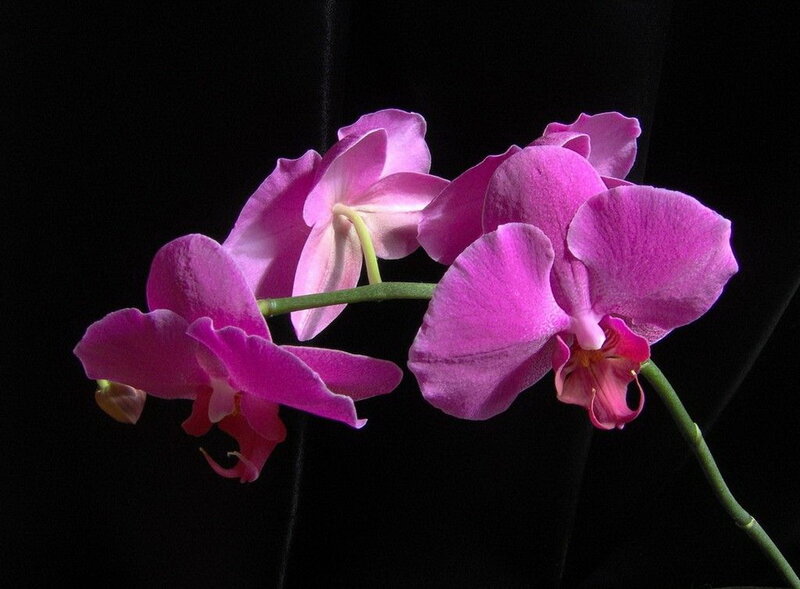 Purple orchid flowers